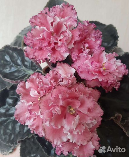 Фиалка ле-Эстерхази