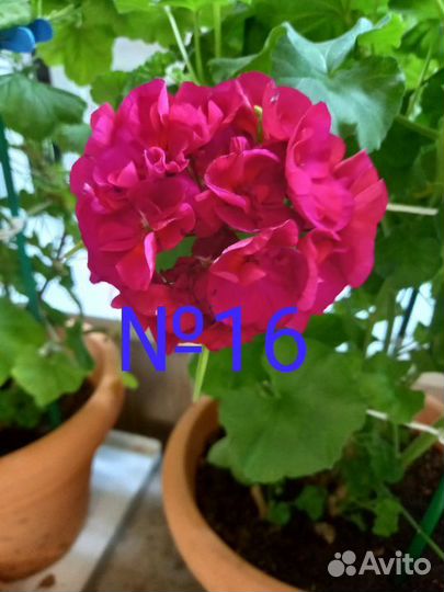 Пеларгония герань