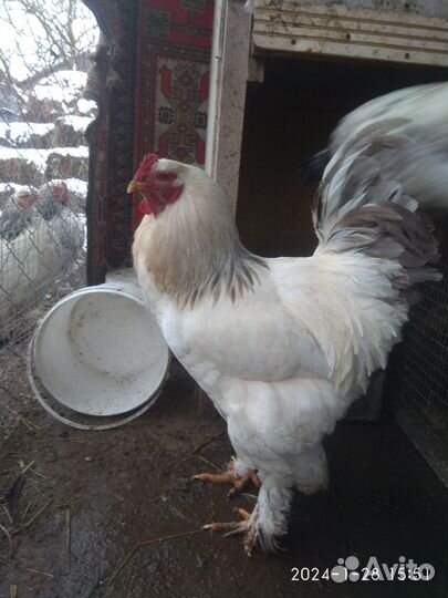 Петухи и куры брама