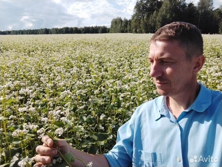 Мед гречишный