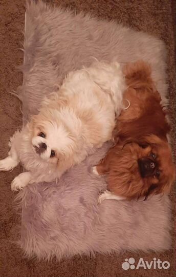 Щенки пекинеса