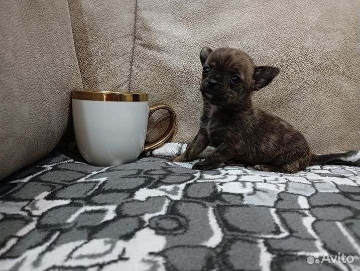 Щенки чихуахуа мини гладкошерстные