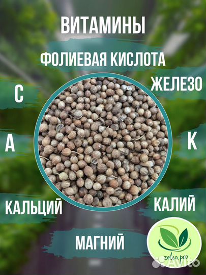 Семена кинзы (кориандр) для микрозелени 100 грамм