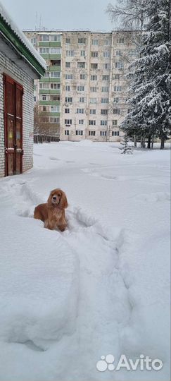 Вязка Кокер спаниель