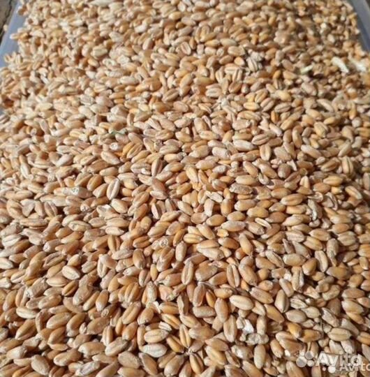 Продам пшеницу