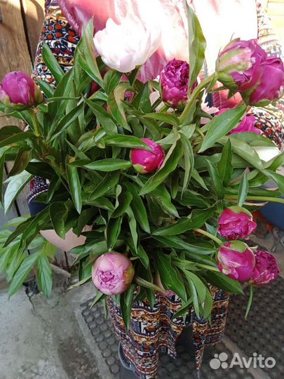 Срезка гортензия, гладиолус, георгины, львиный зев