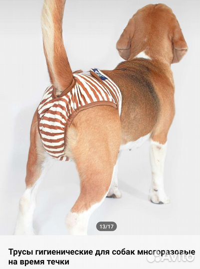 Трусы для собак