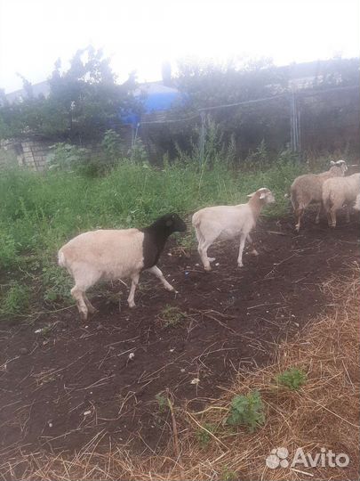 Овцы дорпер