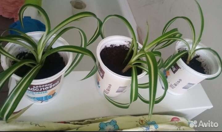 Бегония, кордилина, хлорофитум, толстянка