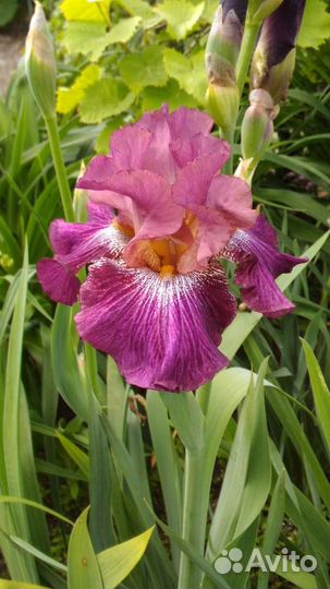 Ирисы сортовые обмен