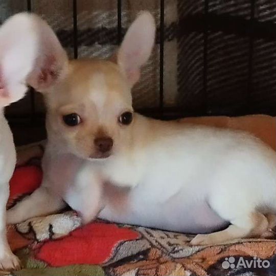 Щенки чихуахуа