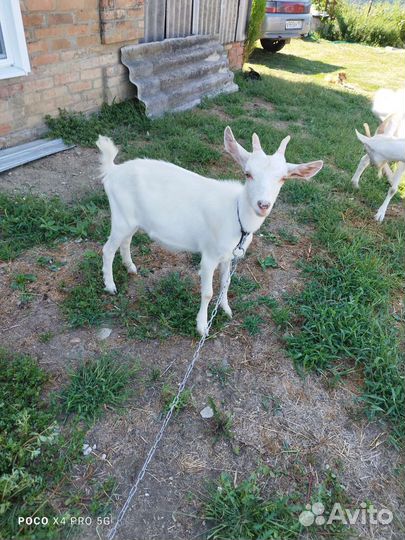 Козлята 6 месяцев
