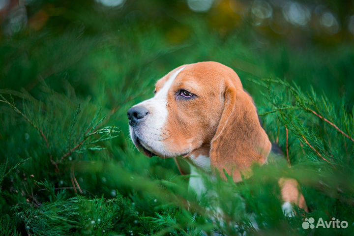 Бигль вязка