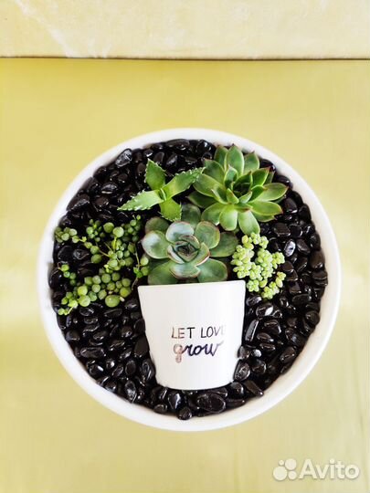 Живые картины и флорариумы из суккулентов