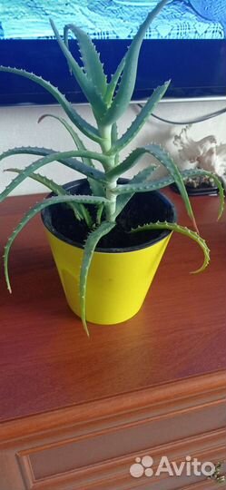 Домашние цветы