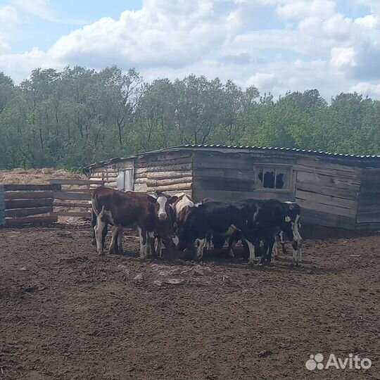 Лпх (коровы, тёлки и телята)