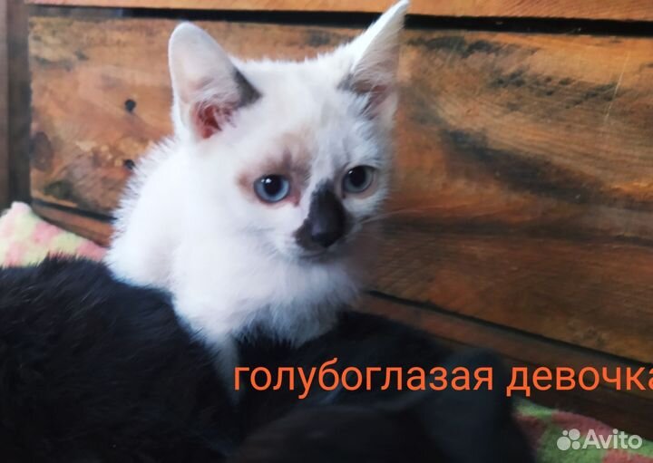 Котята в добрые руки