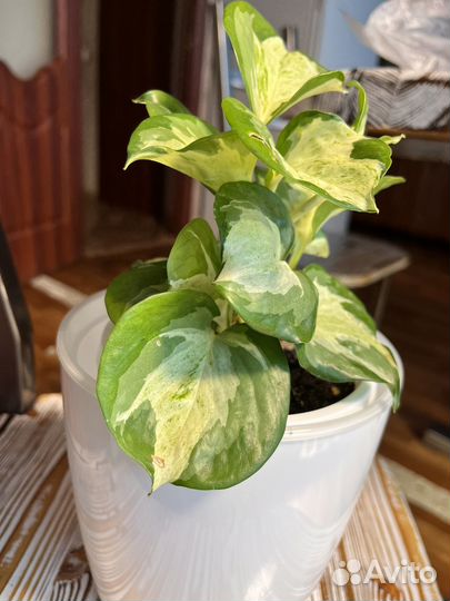 Комнатные растения