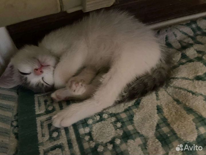 Котенок в добрые руки