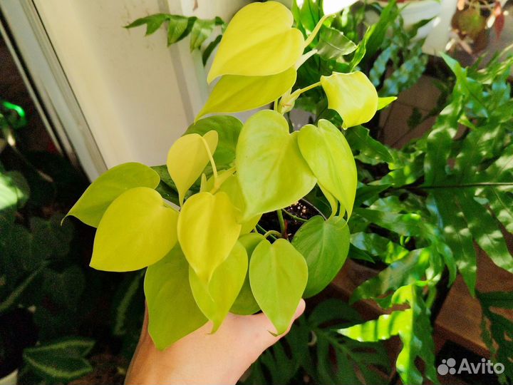 Филодендрон скандес миканс, лайм