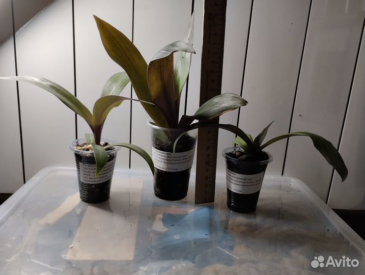 Рэо разноцветная