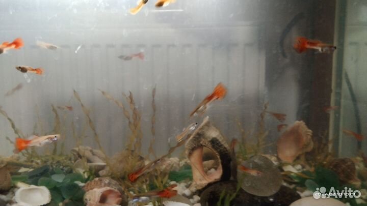 Аквариумные рыбки гуппи красные