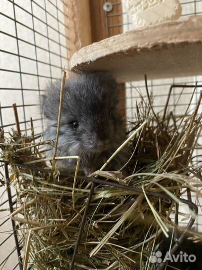 Ангорские шиншиллы носители фиолета и сапфира