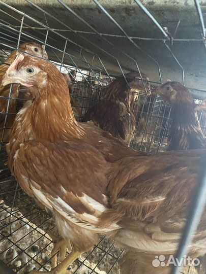 Куры молодки