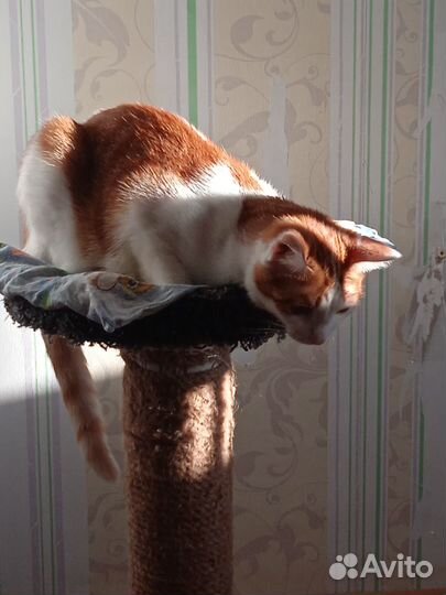 Отдам кошечку в хорошие руки