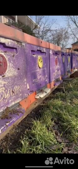 Продам ульи