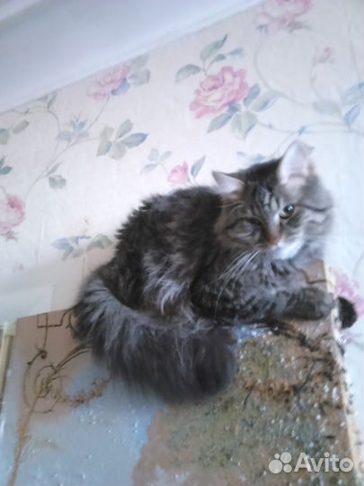 Вязка с норвежским котом