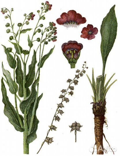 Чернокорень травяной сбор семена