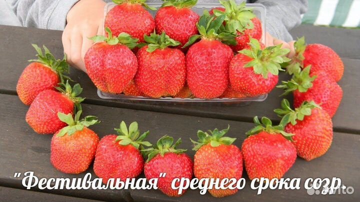 Клубники саженцы : Сенсация,Мурано и Фестивальная