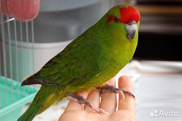 Попугаи какарики разных цветов