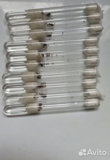 Муравьи lasius niger
