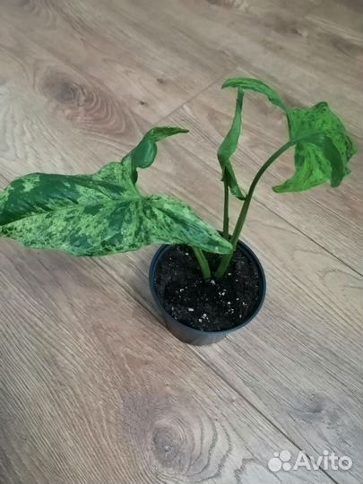 Комнатные растения сингониум