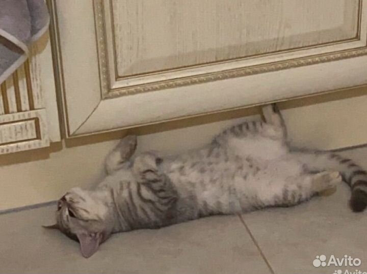 Британская короткошерстная кошка