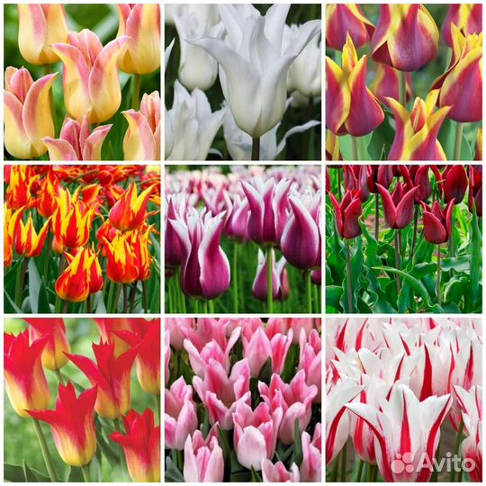 Тюльпаны набором микс. Лилиецветные сорта.80 шт