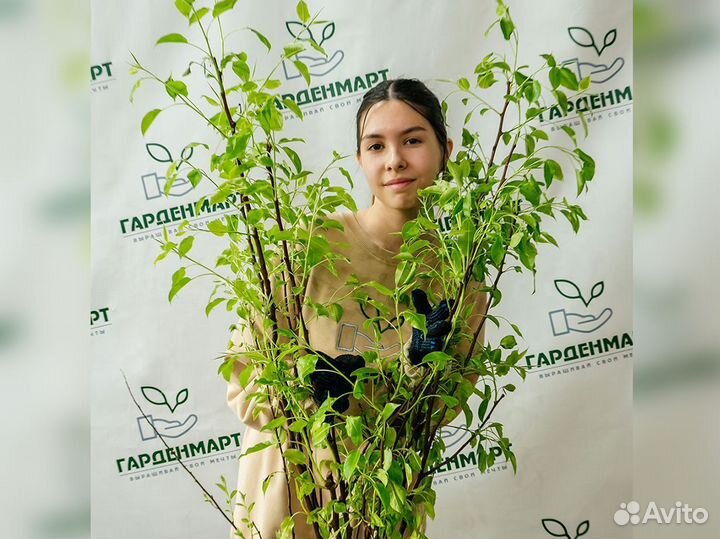 Саженцы груши оптом. Саженцы 2 года