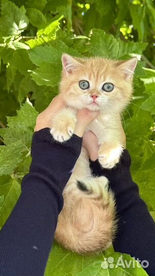 Британские котята