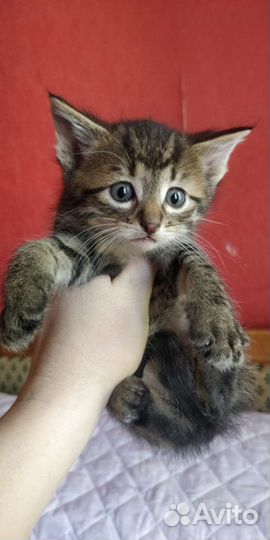 Котята от крысыловки