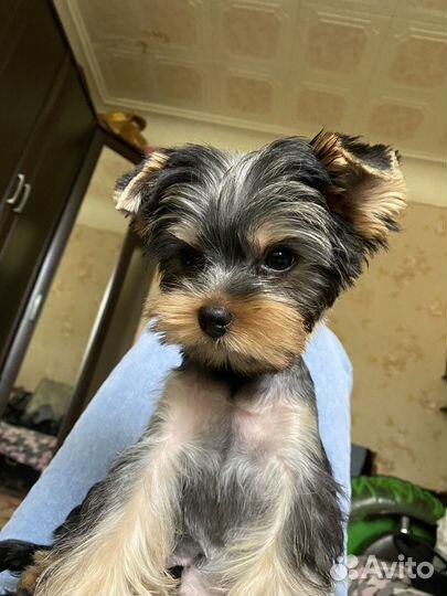 Вязка собак