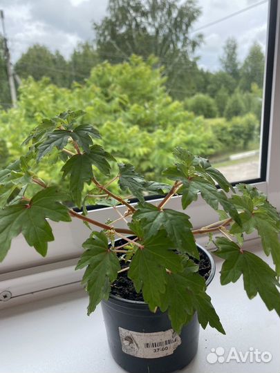 Каудексная бегония