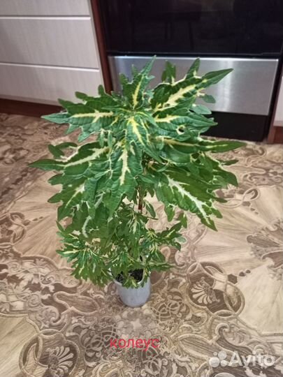 Традесканция, колеус