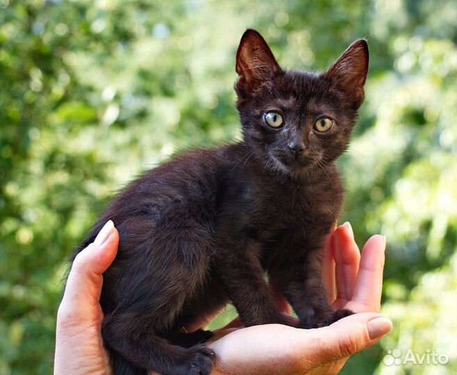 Алиска и Юрик ищут дом