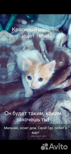 Отдам в хорошие руки котенка