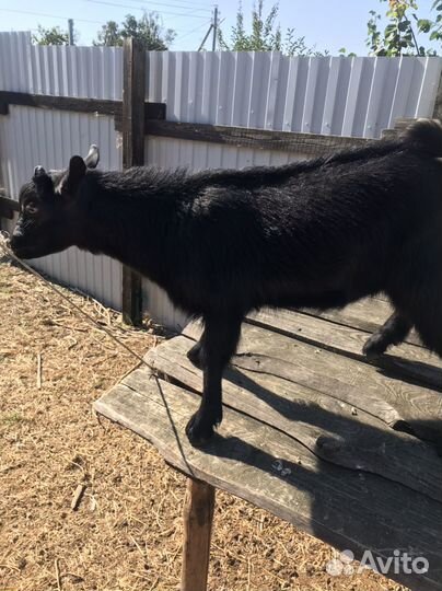 Козлик от камерунской козы