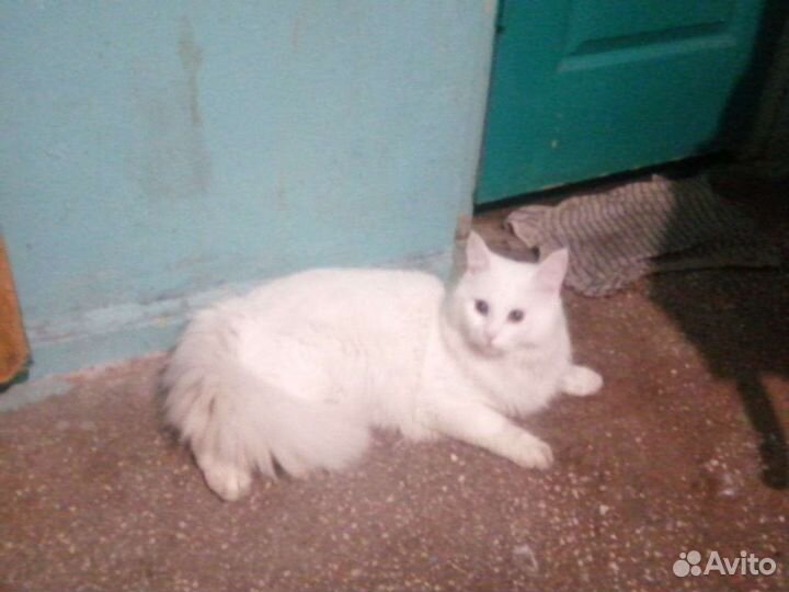 Кот турецкой ангоры