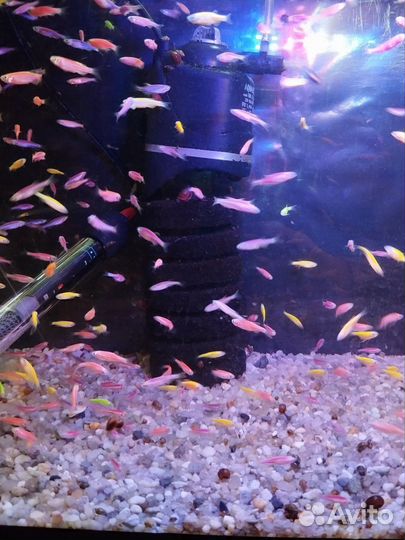 Аквариумные рыбки