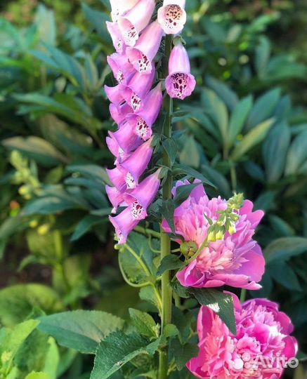 Наперстянка